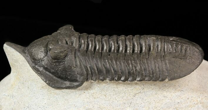 Morocconites Trilobite With Snout - Ofaten, Morocco #50619